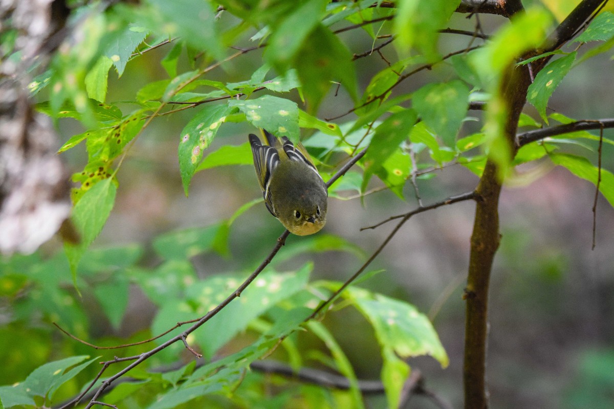 Ruby-crowned Kinglet - Austin Bell