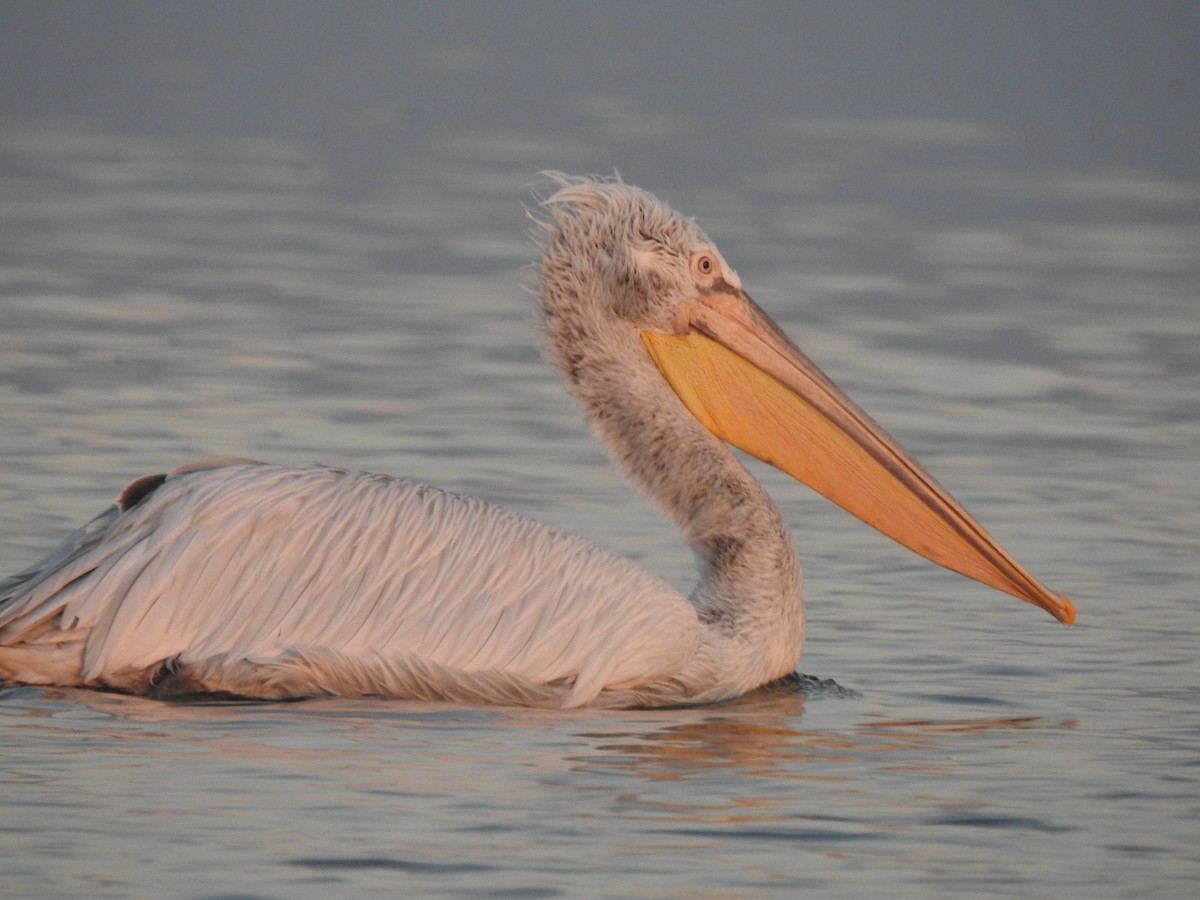 pelikán kadeřavý - ML182244701