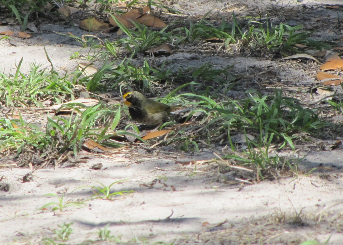 Yellow-faced Grassquit - ML182244711