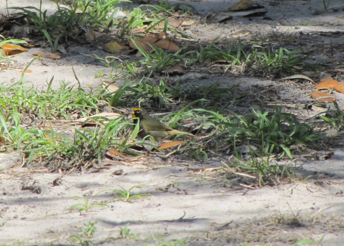 Yellow-faced Grassquit - ML182244721