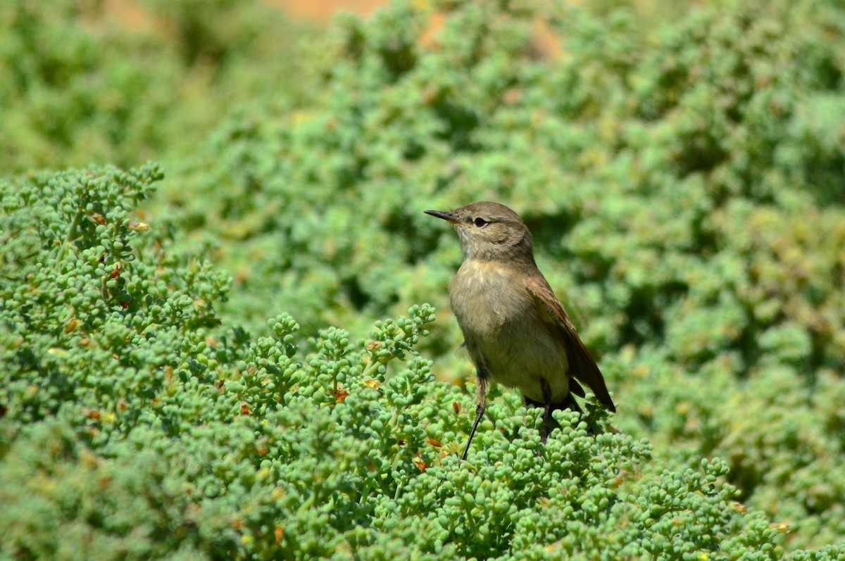 Spot-billed Ground-Tyrant - ML182246811