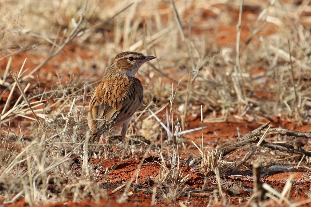 Fawn-colored Lark (Fawn-colored) - Charley Hesse TROPICAL BIRDING