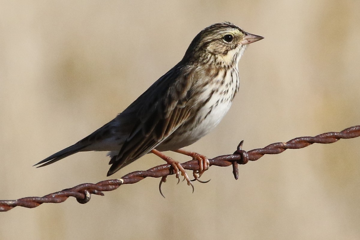 Savannah Sparrow - ML182249501