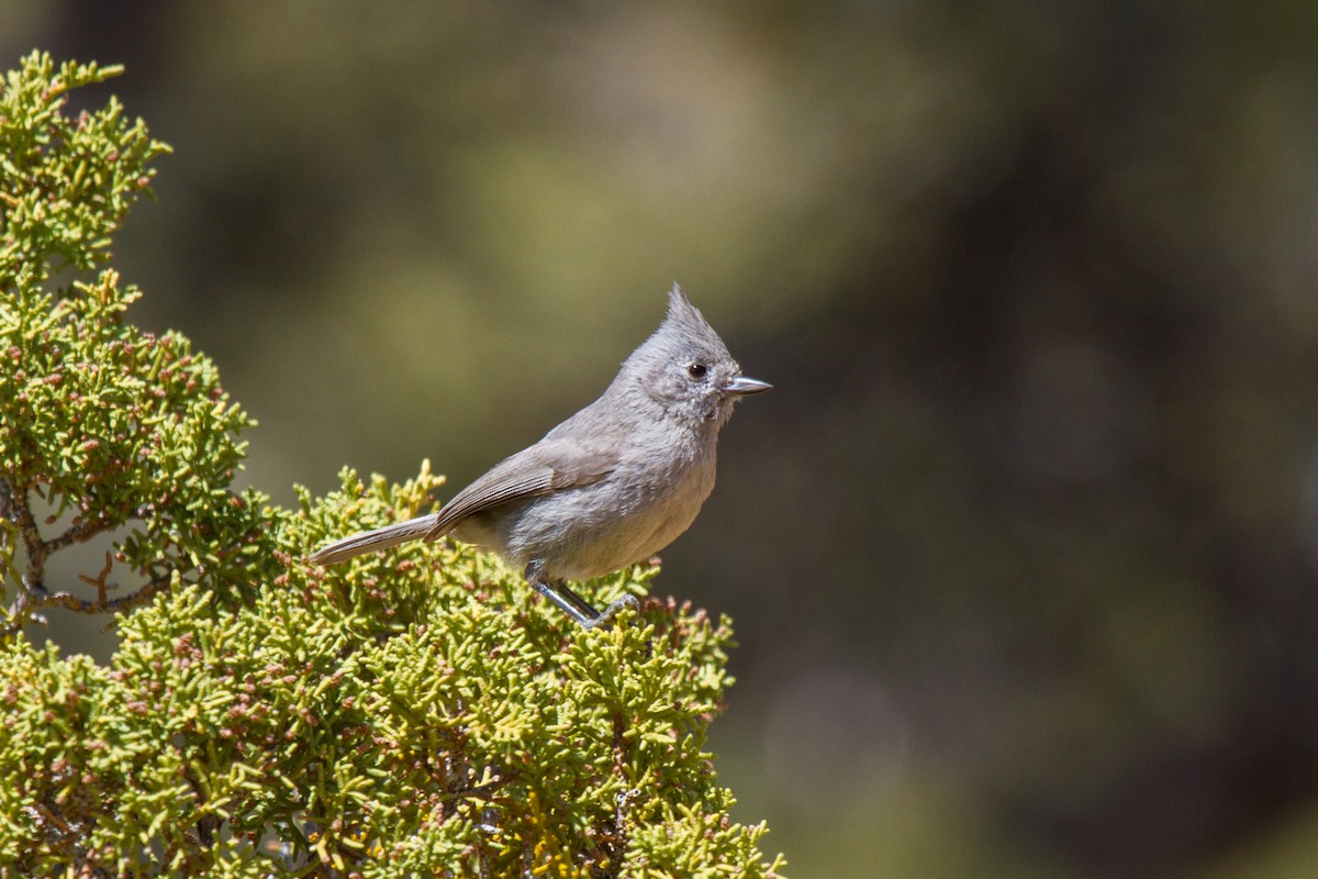 Juniper Titmouse - ML182251491