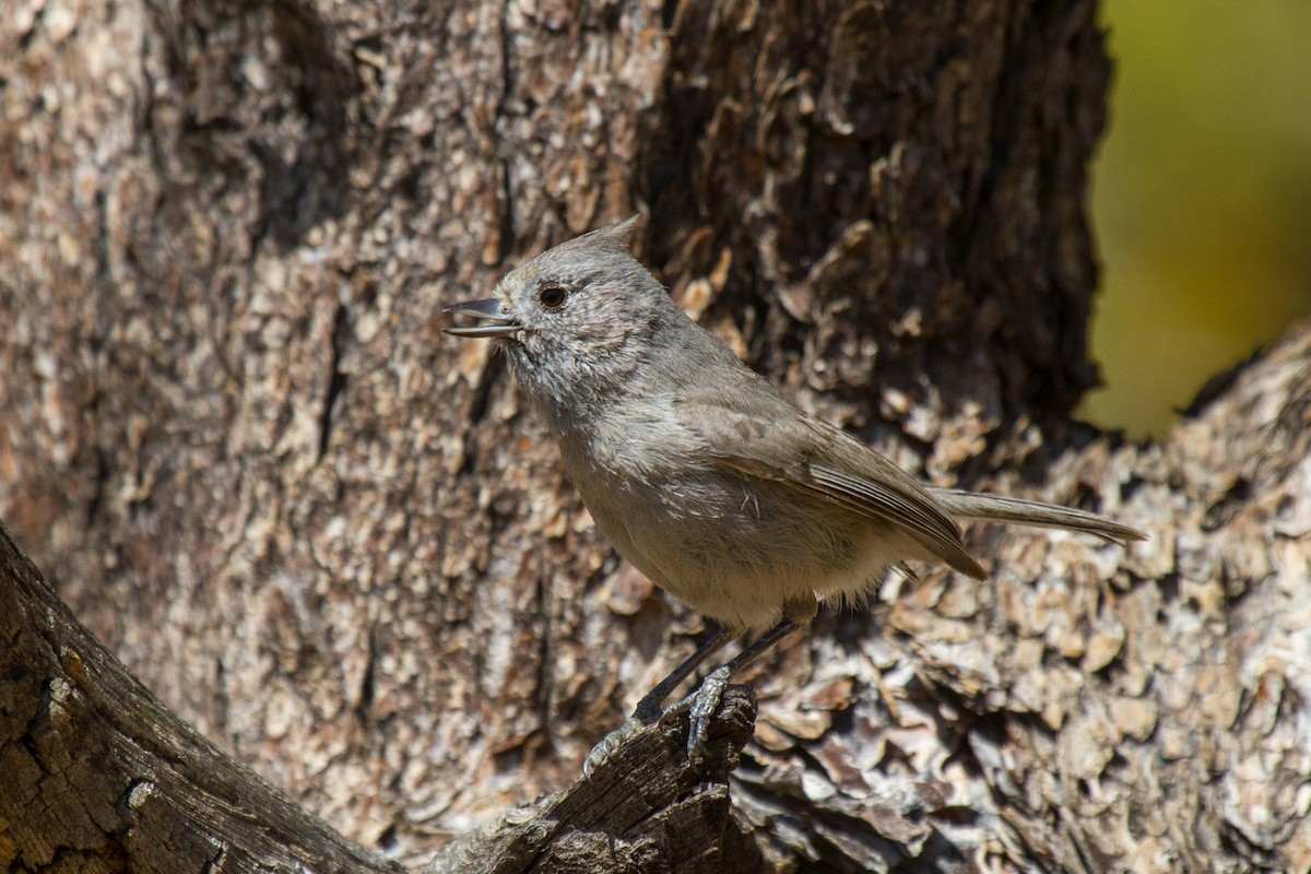 Mésange des genévriers - ML182251611