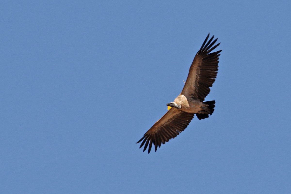 White-backed Vulture - Charley Hesse TROPICAL BIRDING