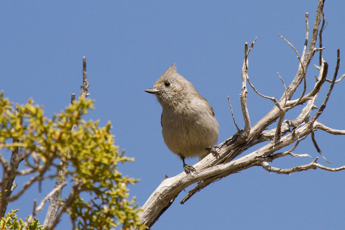 Mésange des genévriers - ML182251731