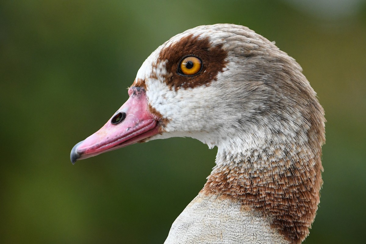 Egyptian Goose - Maryse Neukomm