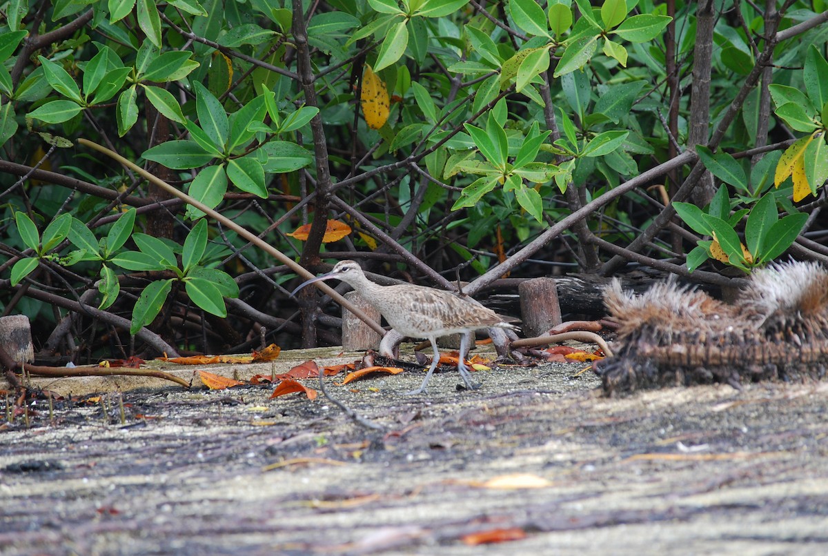 Whimbrel - ML182253211