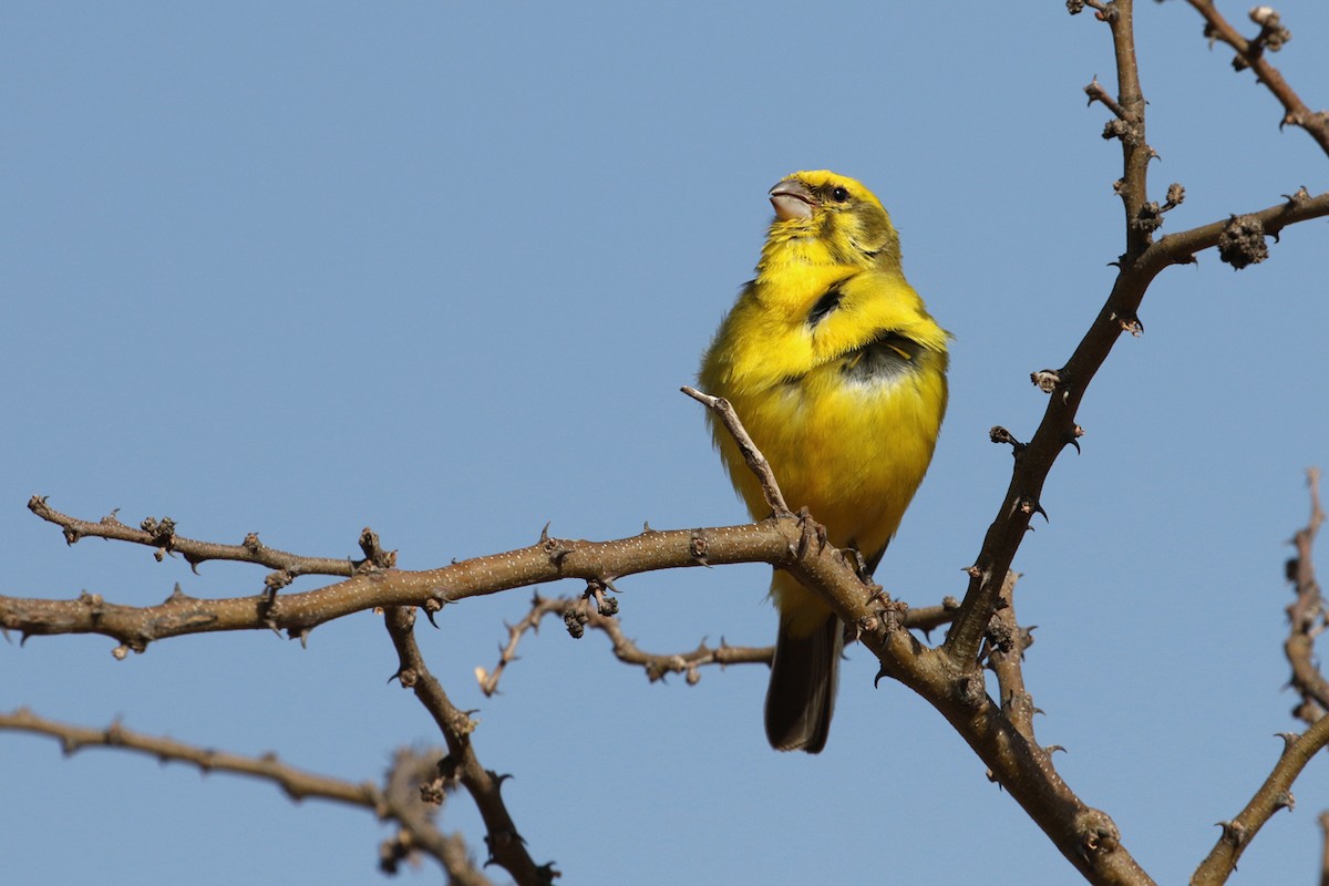 Serin de Sainte-Hélène - ML182253761