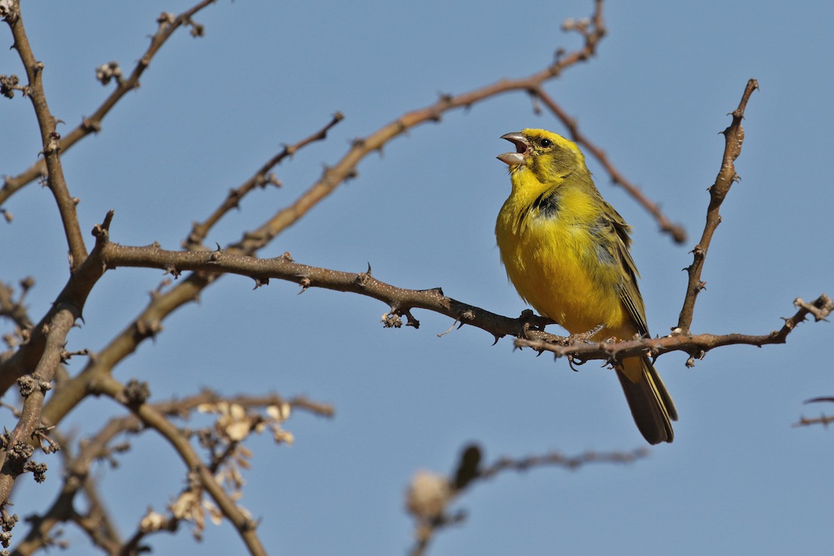 Serin de Sainte-Hélène - ML182253771