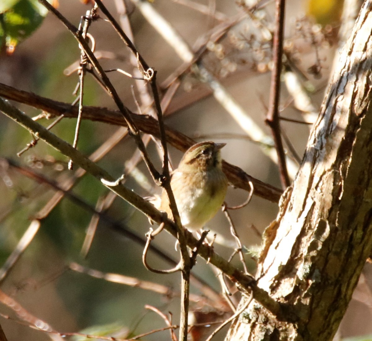 Swamp Sparrow - ML182254061