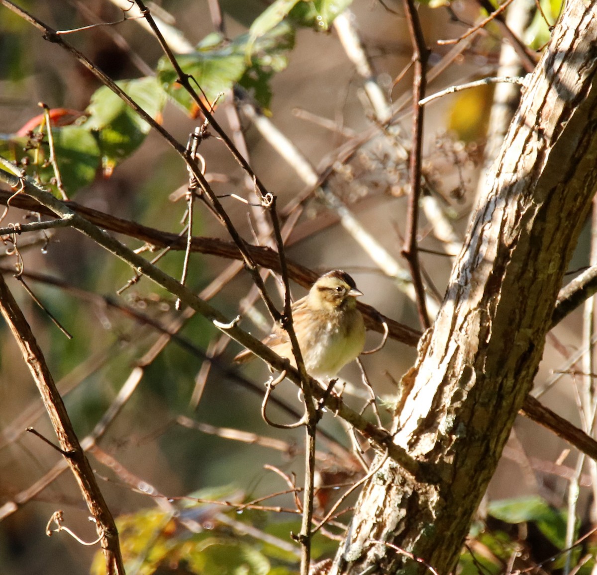 Swamp Sparrow - ML182254081