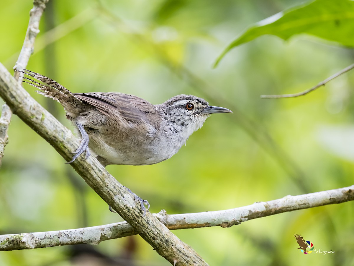 Canebrake Wren - Fernando Burgalin Sequeria