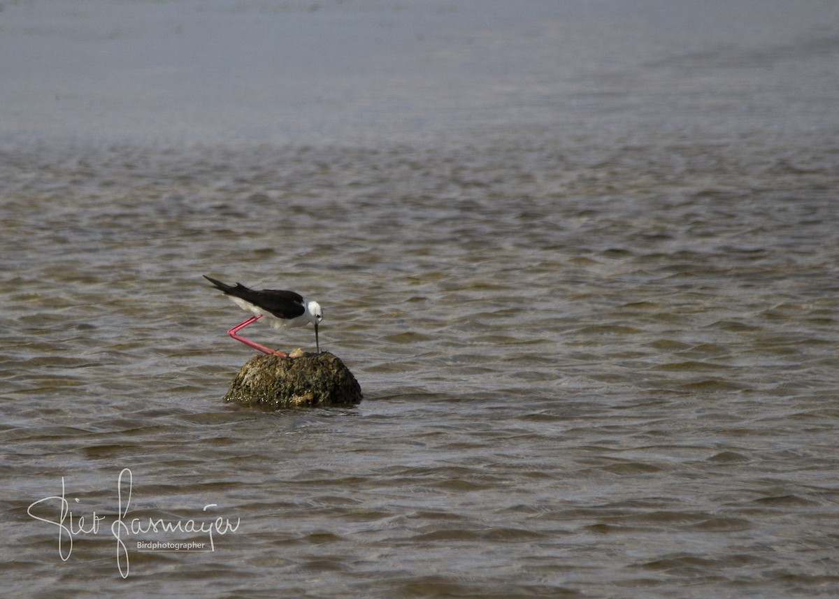 Black-winged Stilt - ML182254591