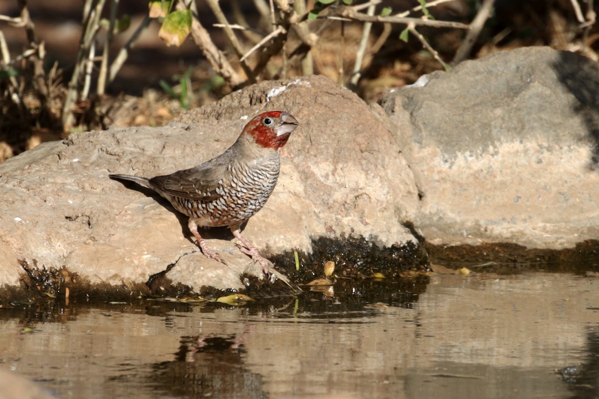 Red-headed Finch - ML182254941