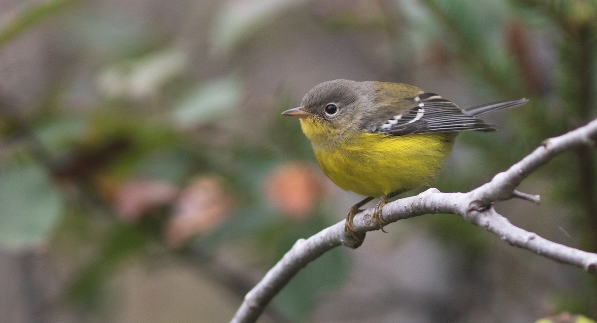 Magnolia Warbler - Doug Hitchcox