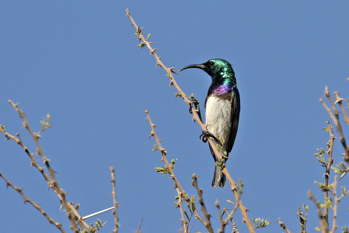 White-breasted Sunbird - ML182254971