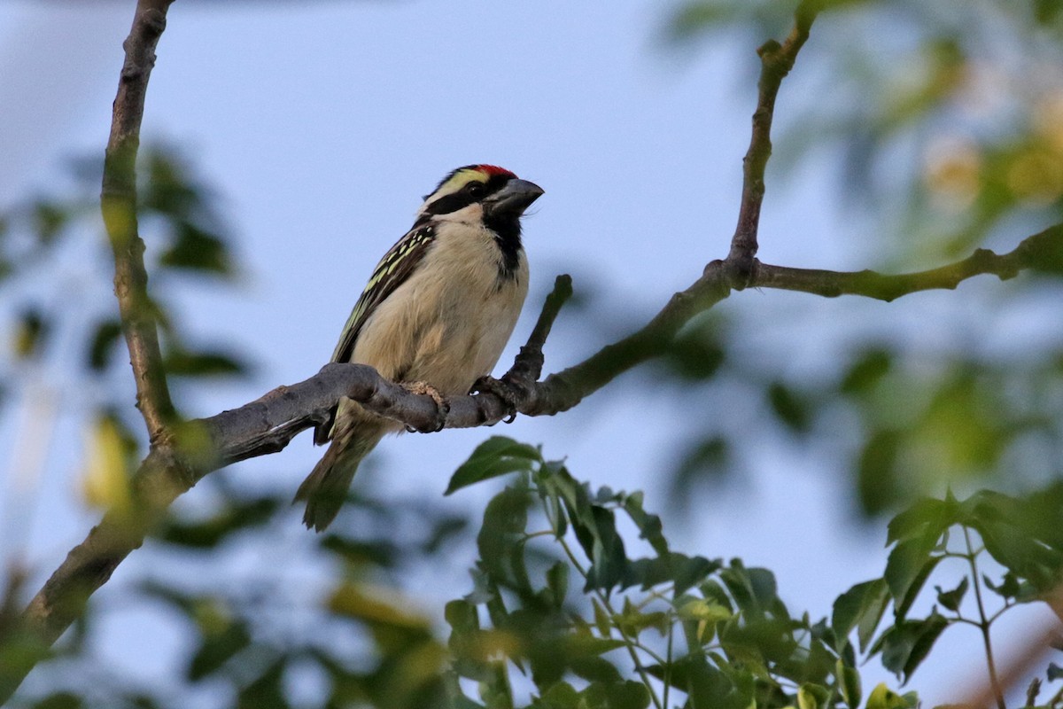 Pied Barbet - ML182254981