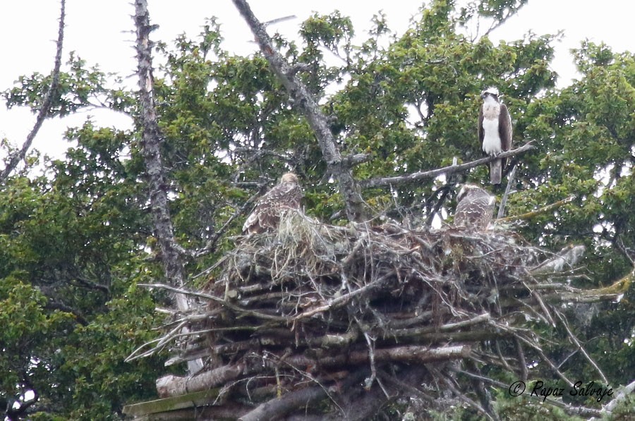 Загасч явлаг - ML182255721