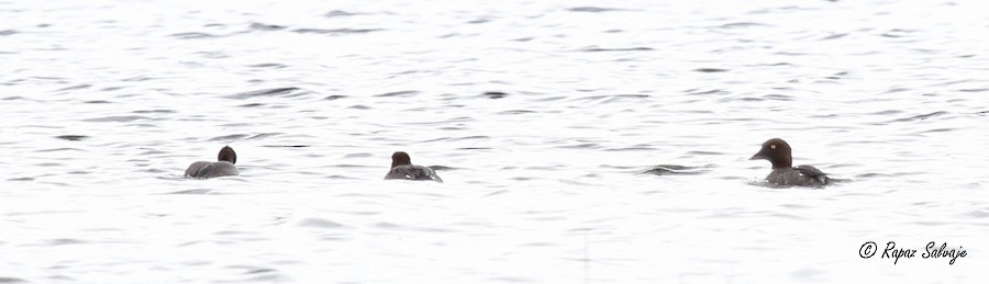 Алаг шунгаач - ML182255741