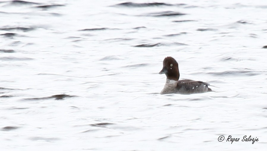 Алаг шунгаач - ML182255751