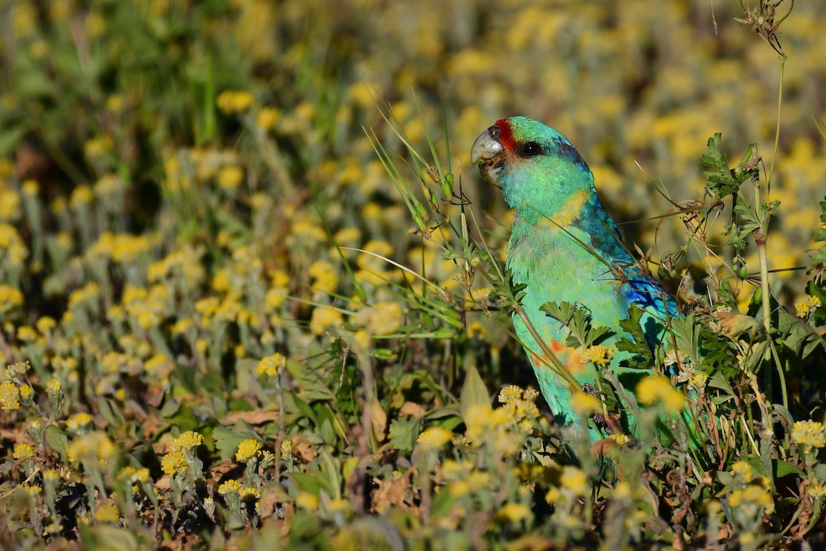 Perico de Port Lincoln (barnardi) - ML182256691