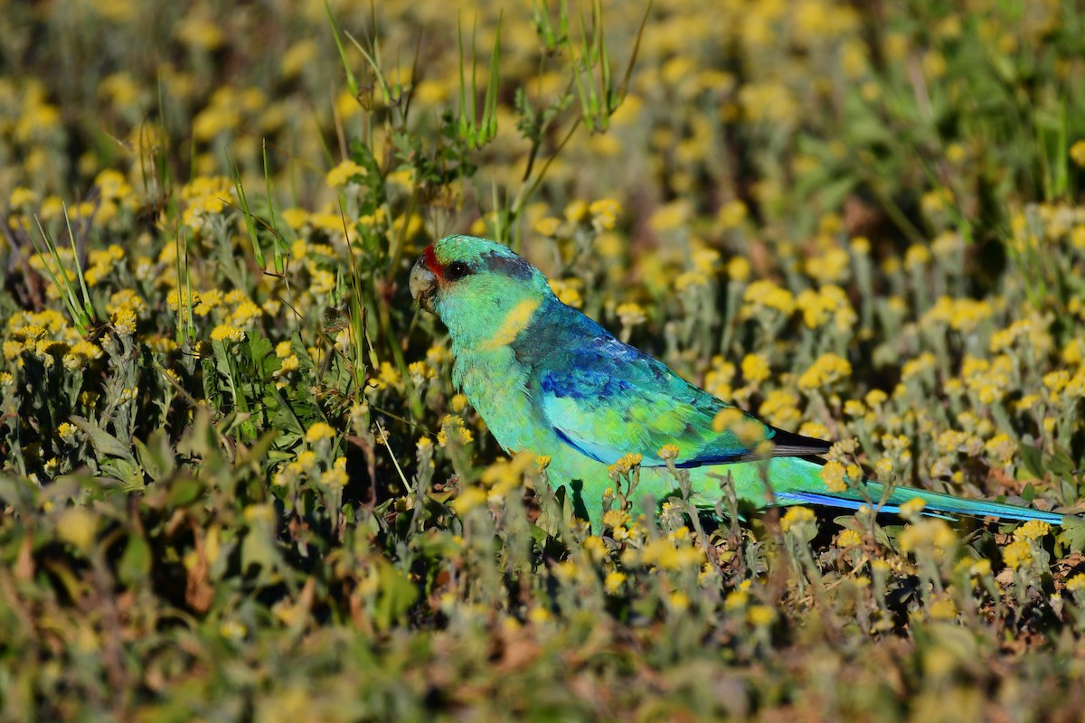 Australian Ringneck (Mallee) - Tristan Herwood