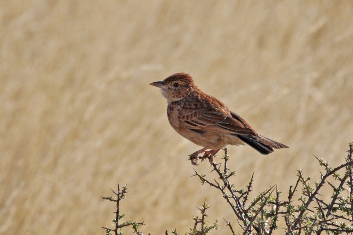 Eastern Clapper Lark - ML182257001