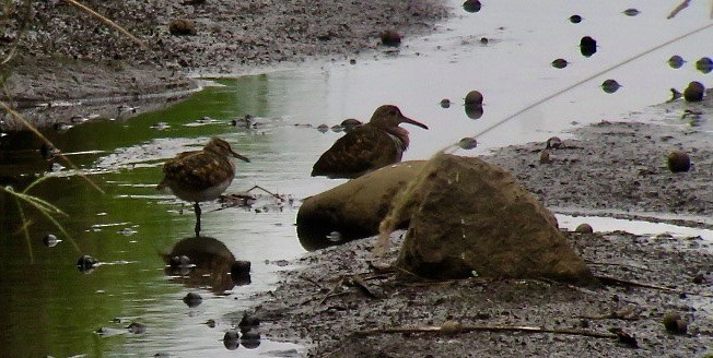 Greater Painted-Snipe - ML182258141