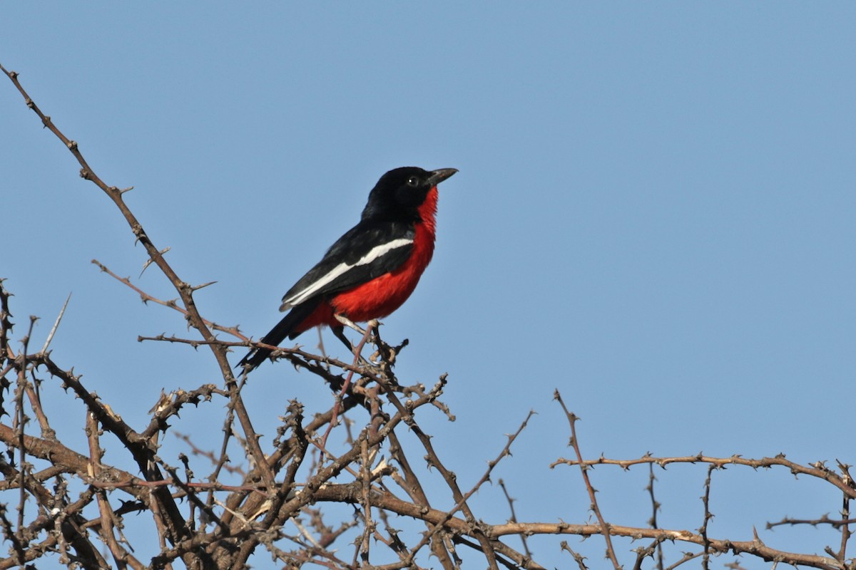 Crimson-breasted Gonolek - ML182259771