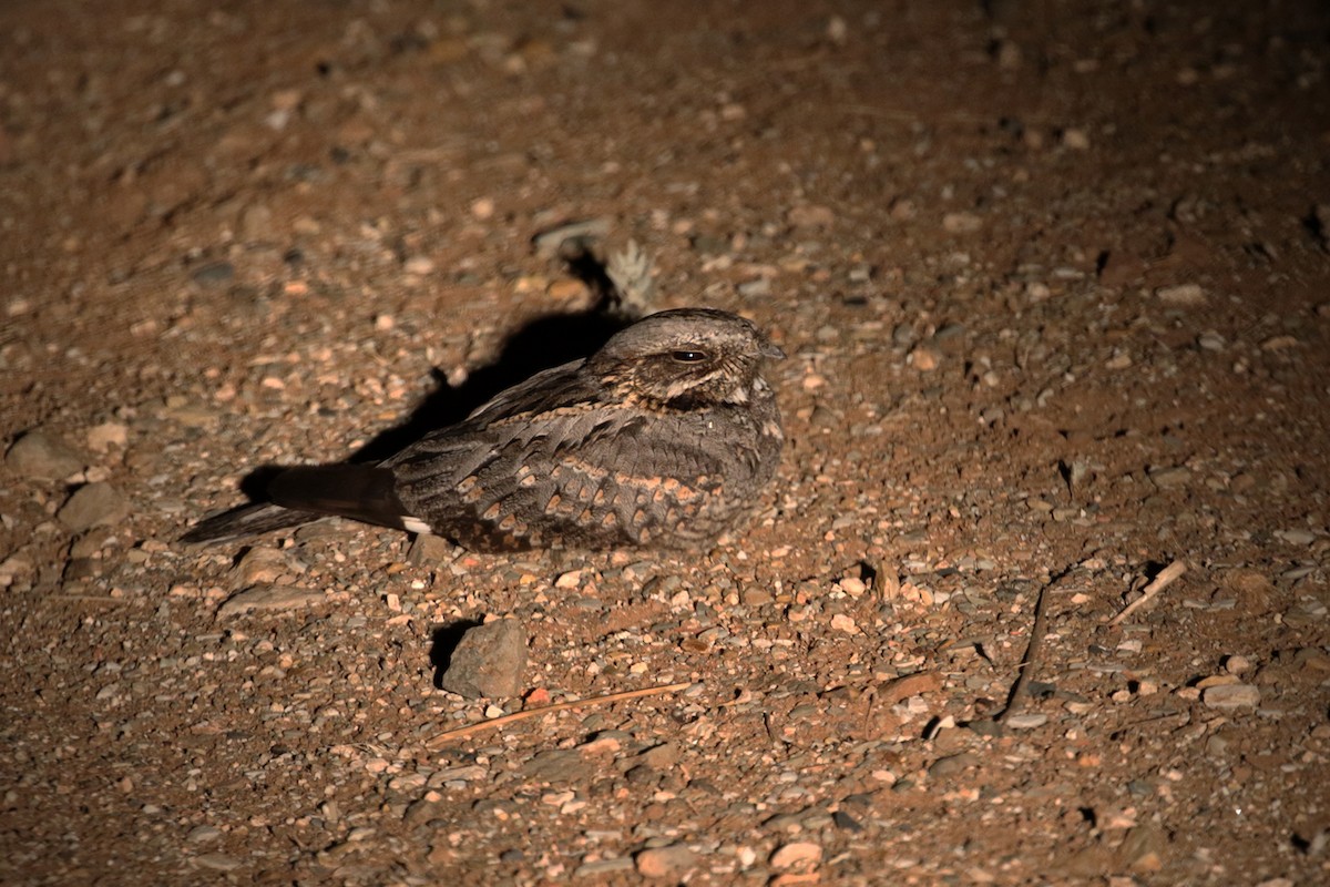 Rufous-cheeked Nightjar - Charley Hesse TROPICAL BIRDING