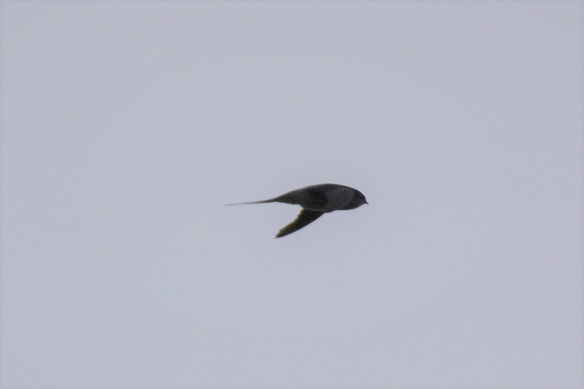 Gray-rumped Treeswift - ML182263791
