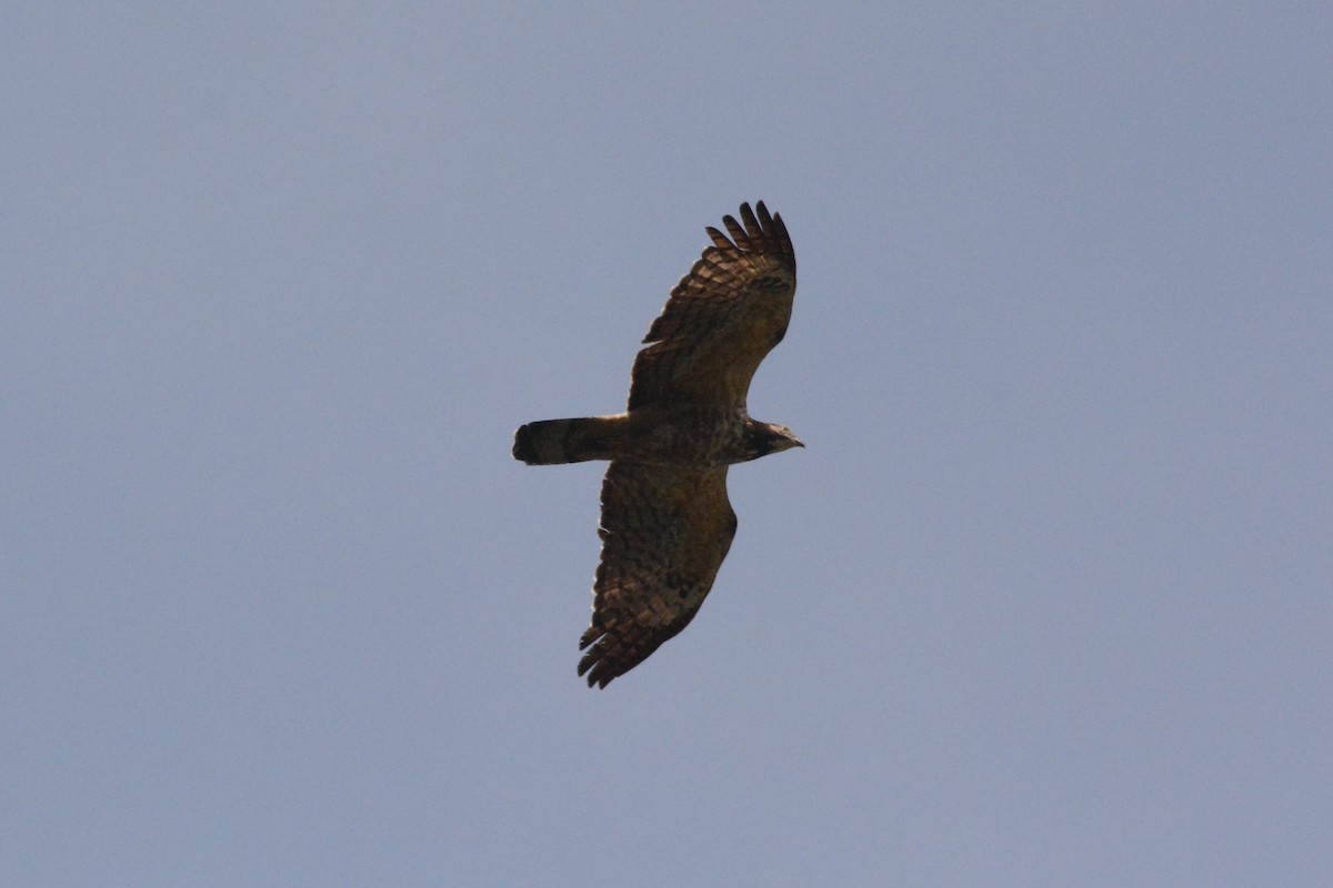 Oriental Honey-buzzard - Ari Noviyono