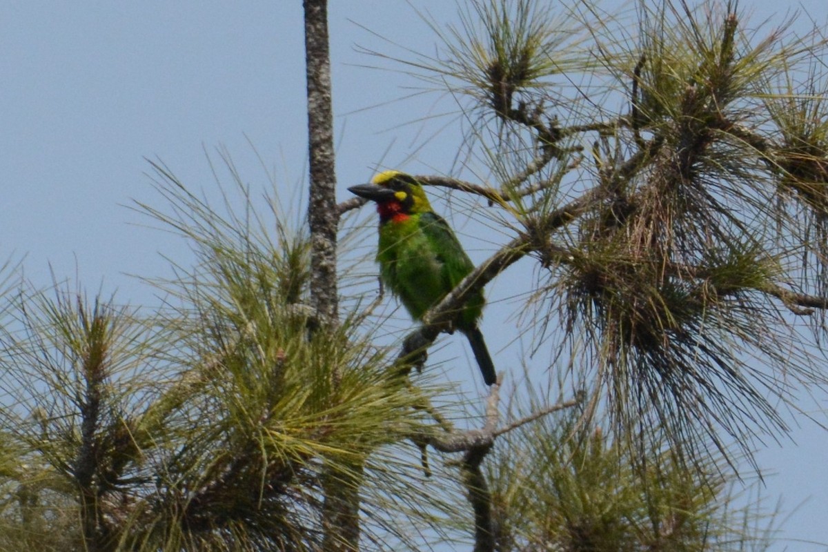 Black-banded Barbet - ML182263911