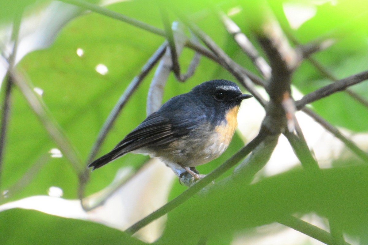 Snowy-browed Flycatcher - ML182264041