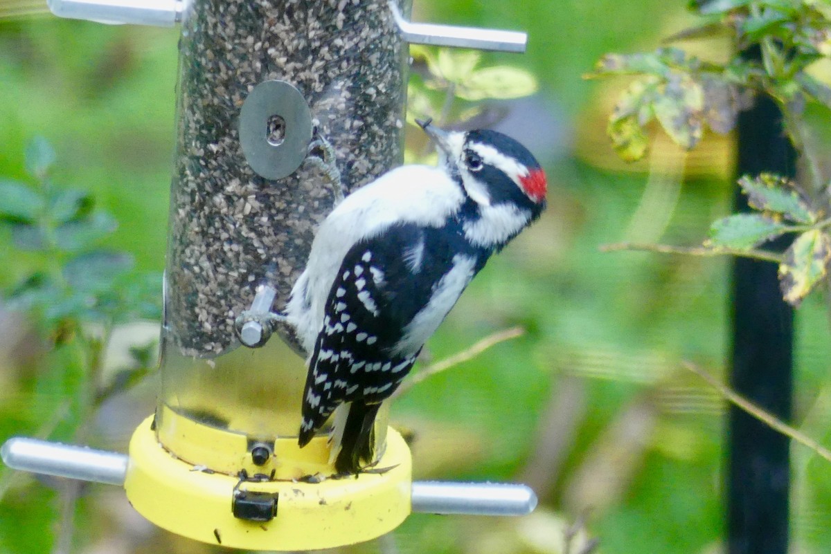 woodpecker sp. - ML182264131