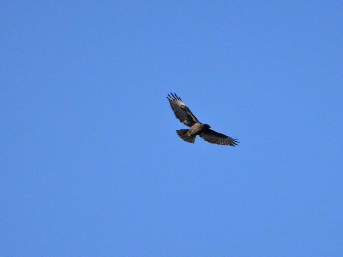Red-tailed Hawk (Harlan's) - ML182264431