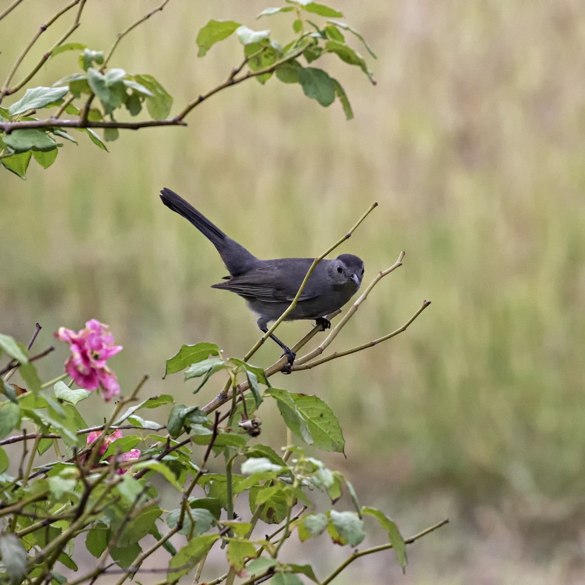 Gray Catbird - ML182265081