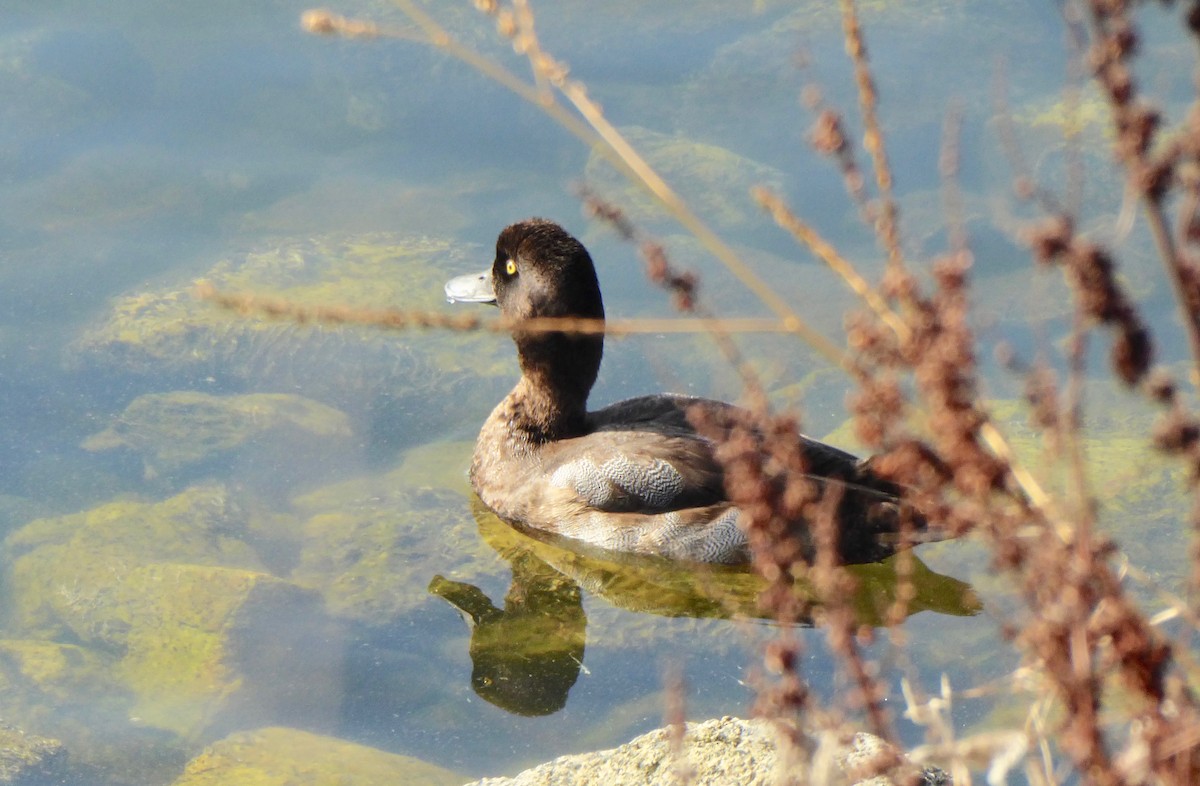 Greater Scaup - Barbara Riverwoman