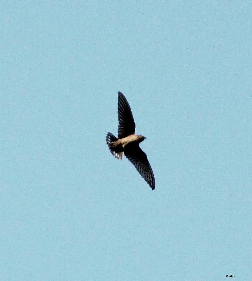 Eurasian Crag-Martin - ML182268741