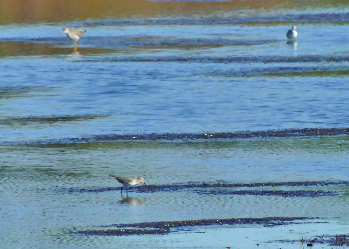 Dunlin - ML182268971