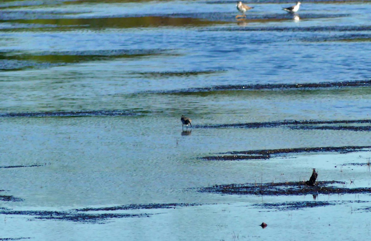 Dunlin - ML182268981