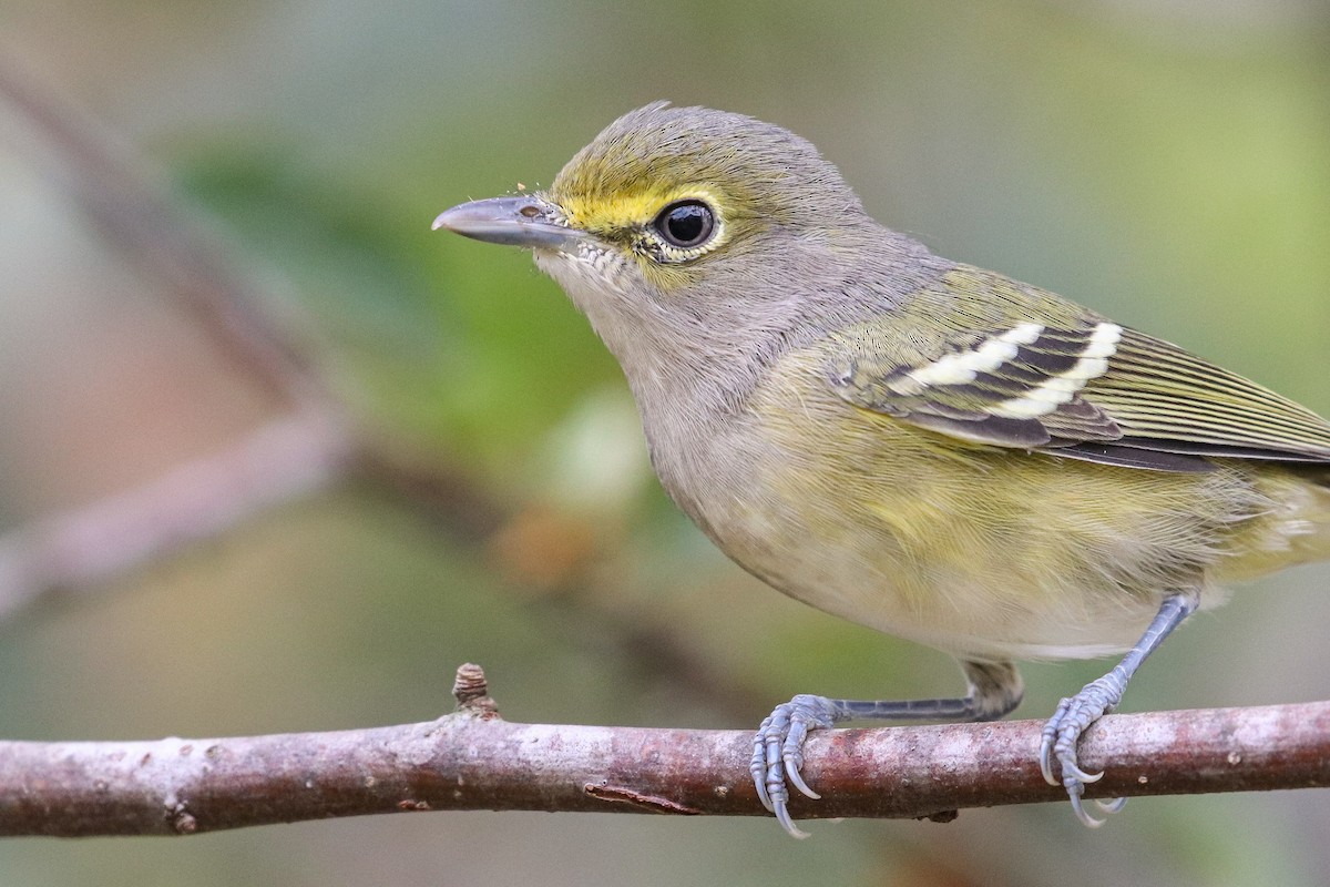 Weißaugenvireo - ML182270221