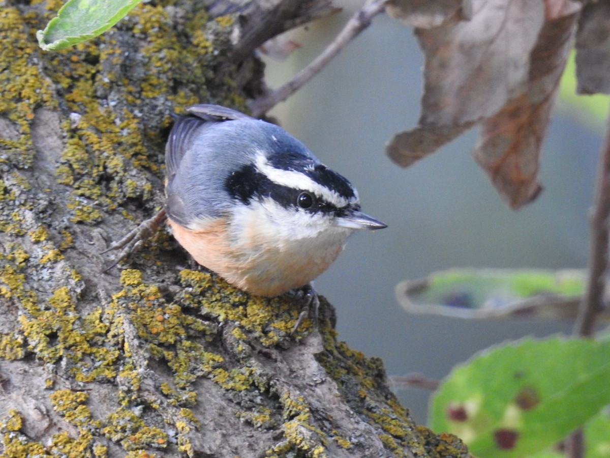 Red-breasted Nuthatch - ML182270231