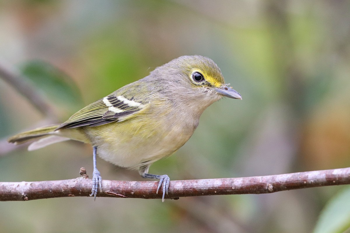 White-eyed Vireo - Martina Nordstrand