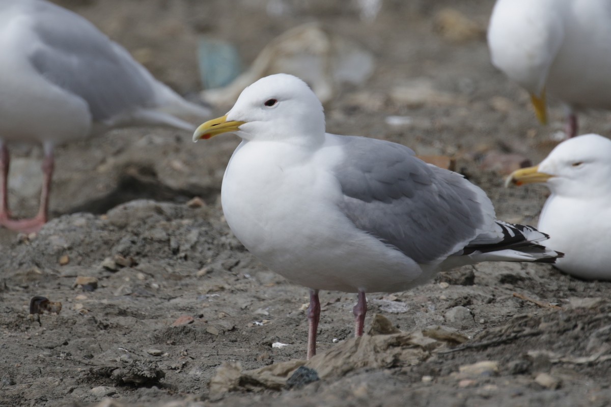 Gaviota Groenlandesa (thayeri) - ML182270711