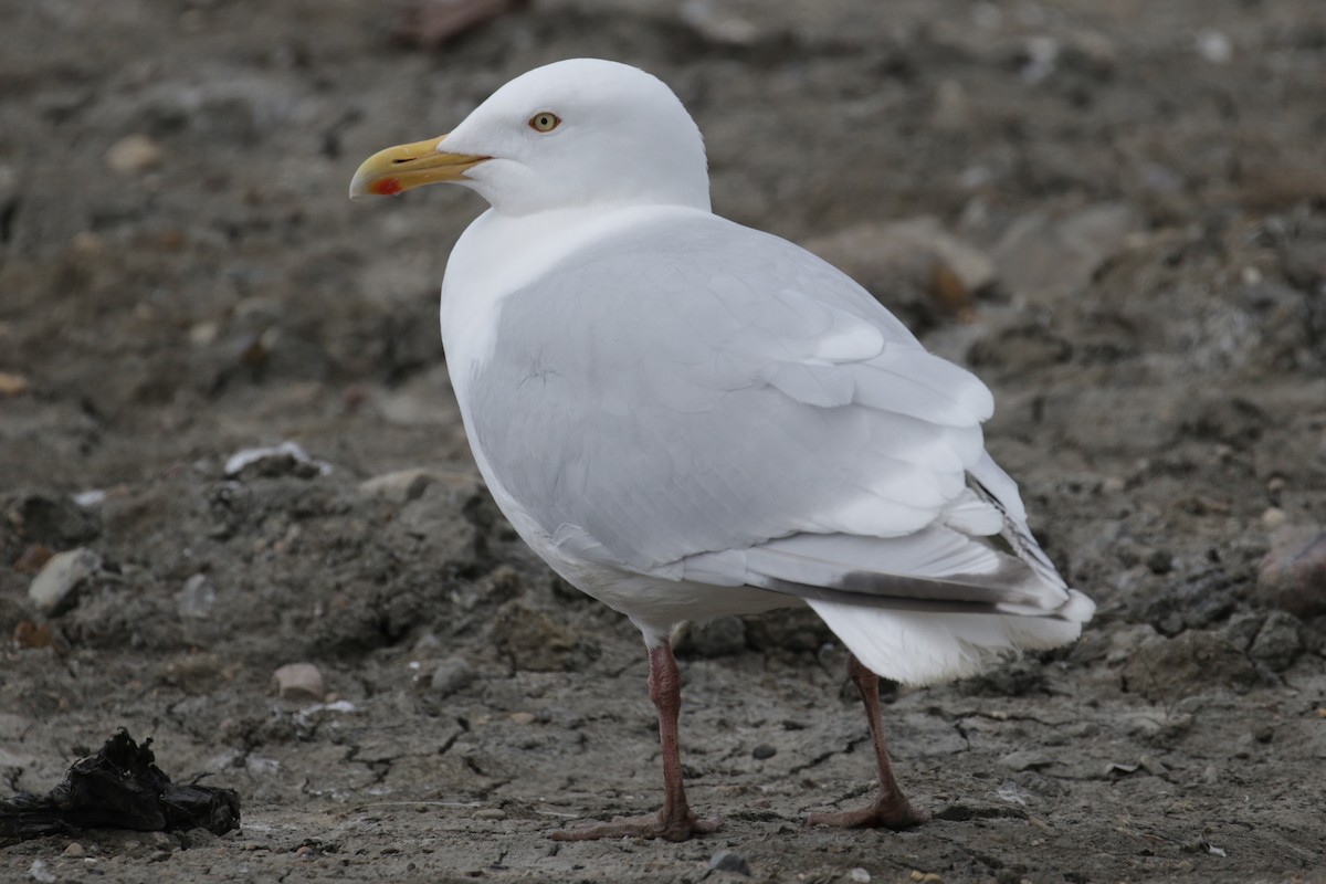 Gaviota Argéntea x Gavión Hiperbóreo (híbrido) - ML182270781