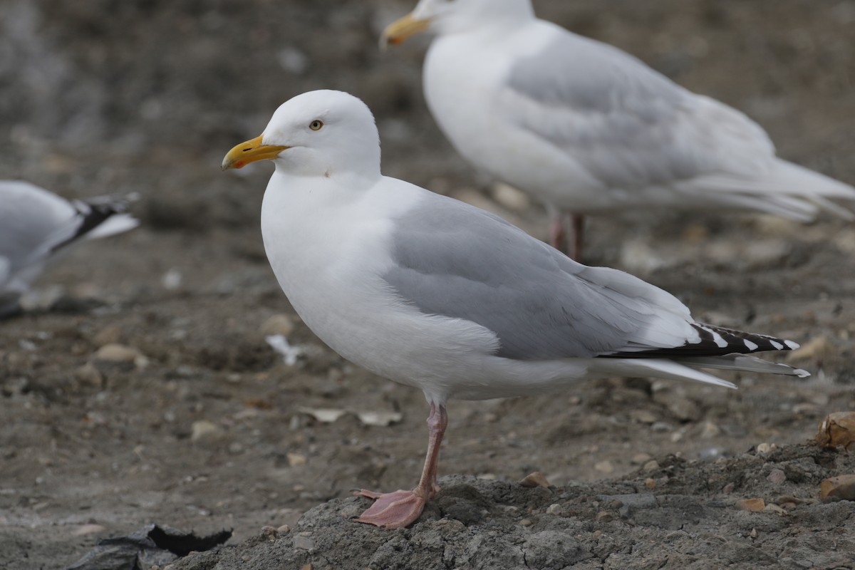 Gaviota Argéntea x Gavión Hiperbóreo (híbrido) - ML182270791