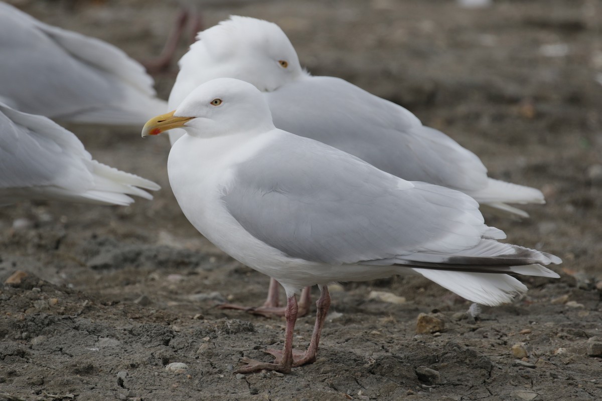 Gaviota Argéntea x Gavión Hiperbóreo (híbrido) - ML182270811